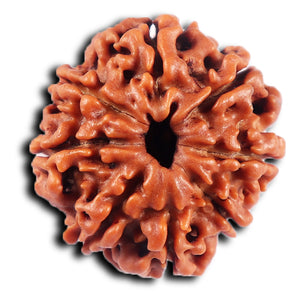 8 Mukhi Nepalese Rudraksha - Bead No. 420