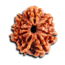 Load image into Gallery viewer, 8 Mukhi Nepalese Rudraksha - Bead No.404
