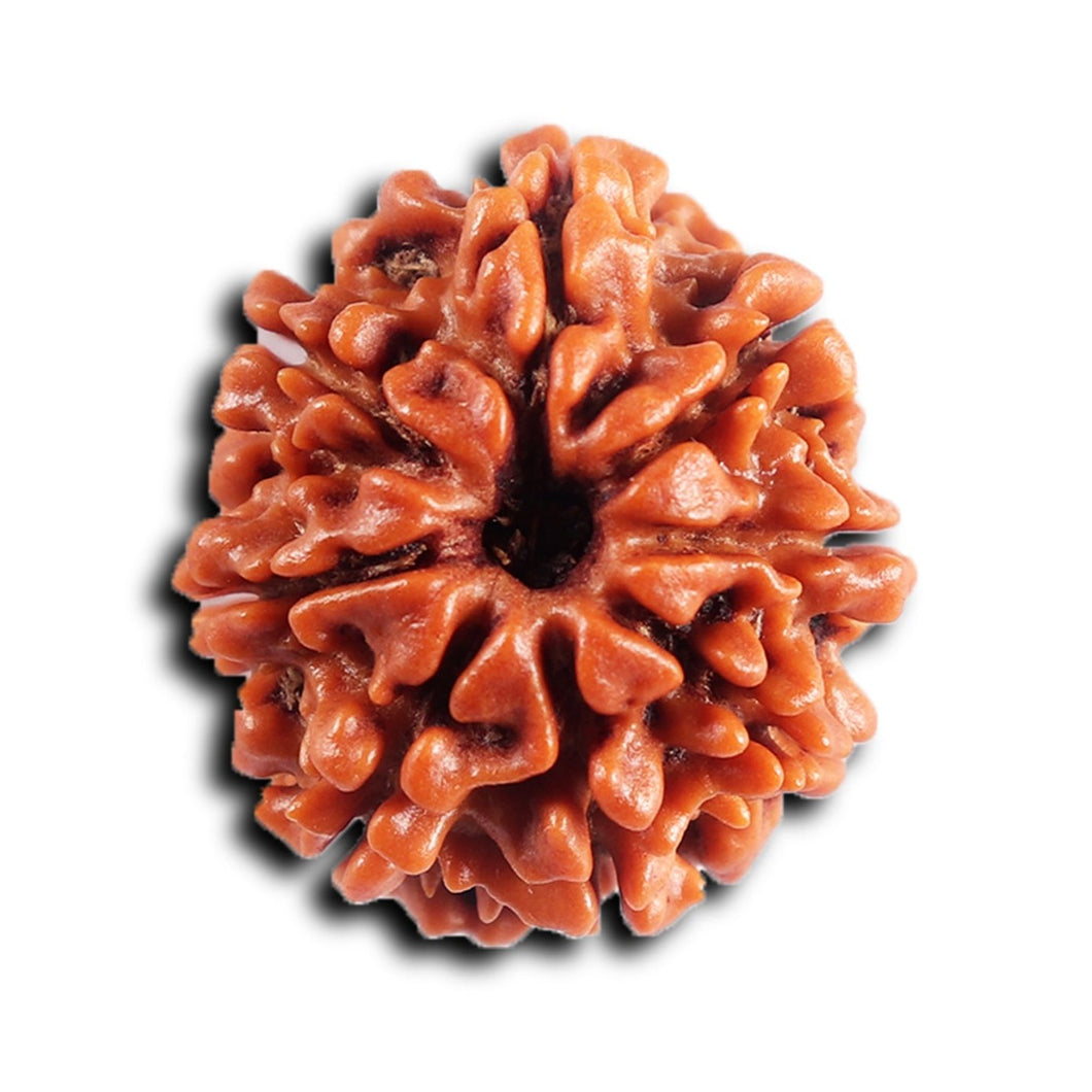 8 Mukhi Nepalese Rudraksha - Bead No. 409