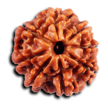 Load image into Gallery viewer, 8 Mukhi Nepalese Rudraksha - Bead No. 433
