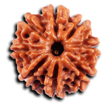 Load image into Gallery viewer, 8 Mukhi Nepalese Rudraksha - Bead No. 425
