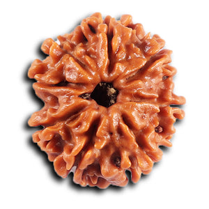 8 Mukhi Nepalese Rudraksha - Bead No. 432