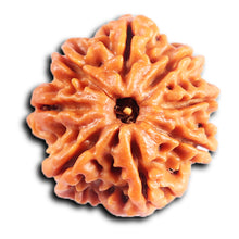 Load image into Gallery viewer, 8 Mukhi Nepalese Rudraksha - Bead No.428
