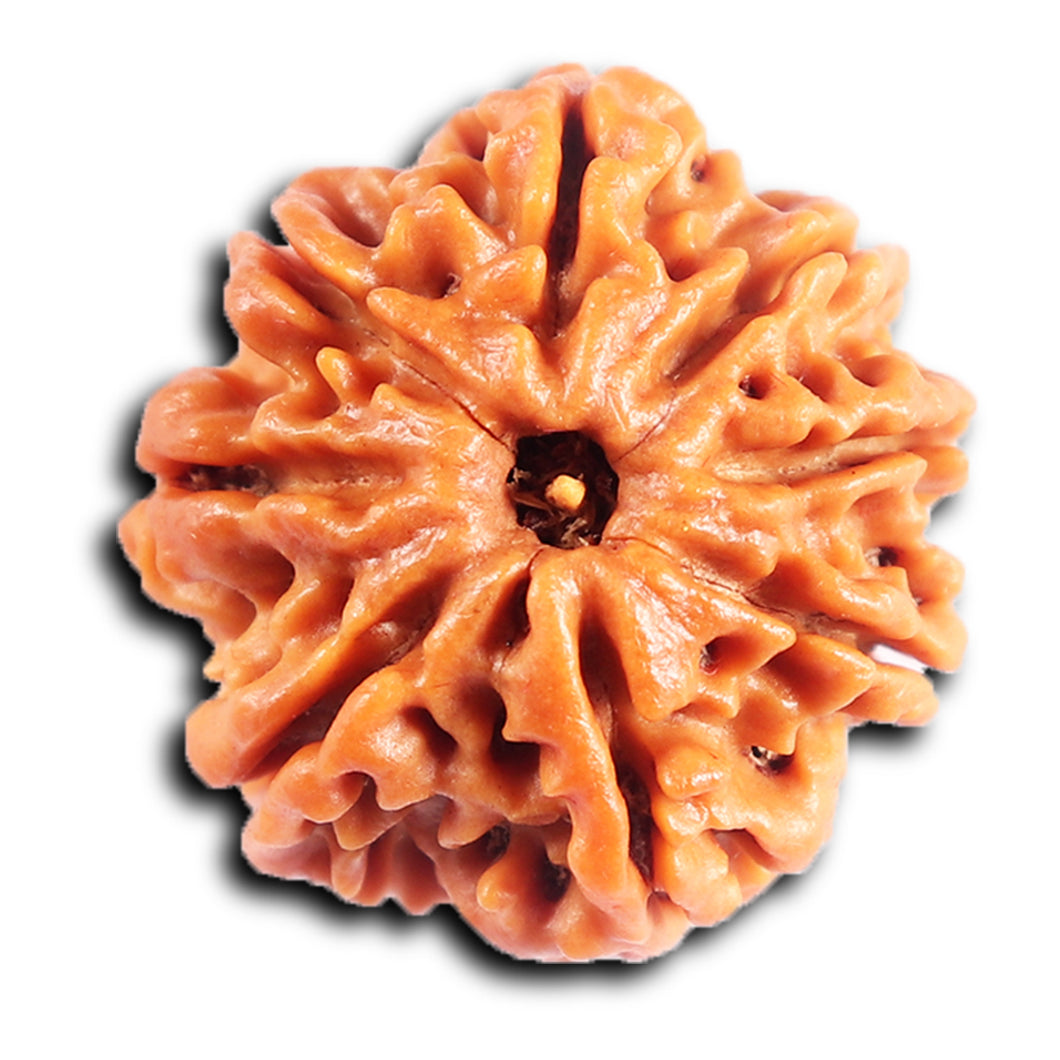 8 Mukhi Nepalese Rudraksha - Bead No.428