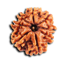 Load image into Gallery viewer, 8 Mukhi Nepalese Rudraksha - Bead No.411
