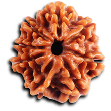 Load image into Gallery viewer, 8 Mukhi Nepalese Rudraksha - Bead No.404
