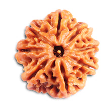 Load image into Gallery viewer, 8 Mukhi Nepalese Rudraksha - Bead No.428
