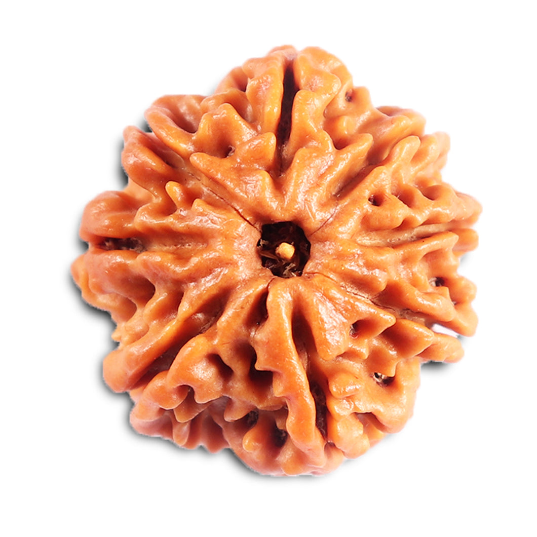 8 Mukhi Nepalese Rudraksha - Bead No.428