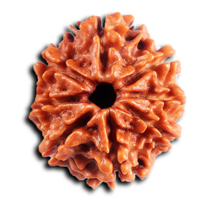 8 Mukhi Nepalese Rudraksha - Bead No. 415