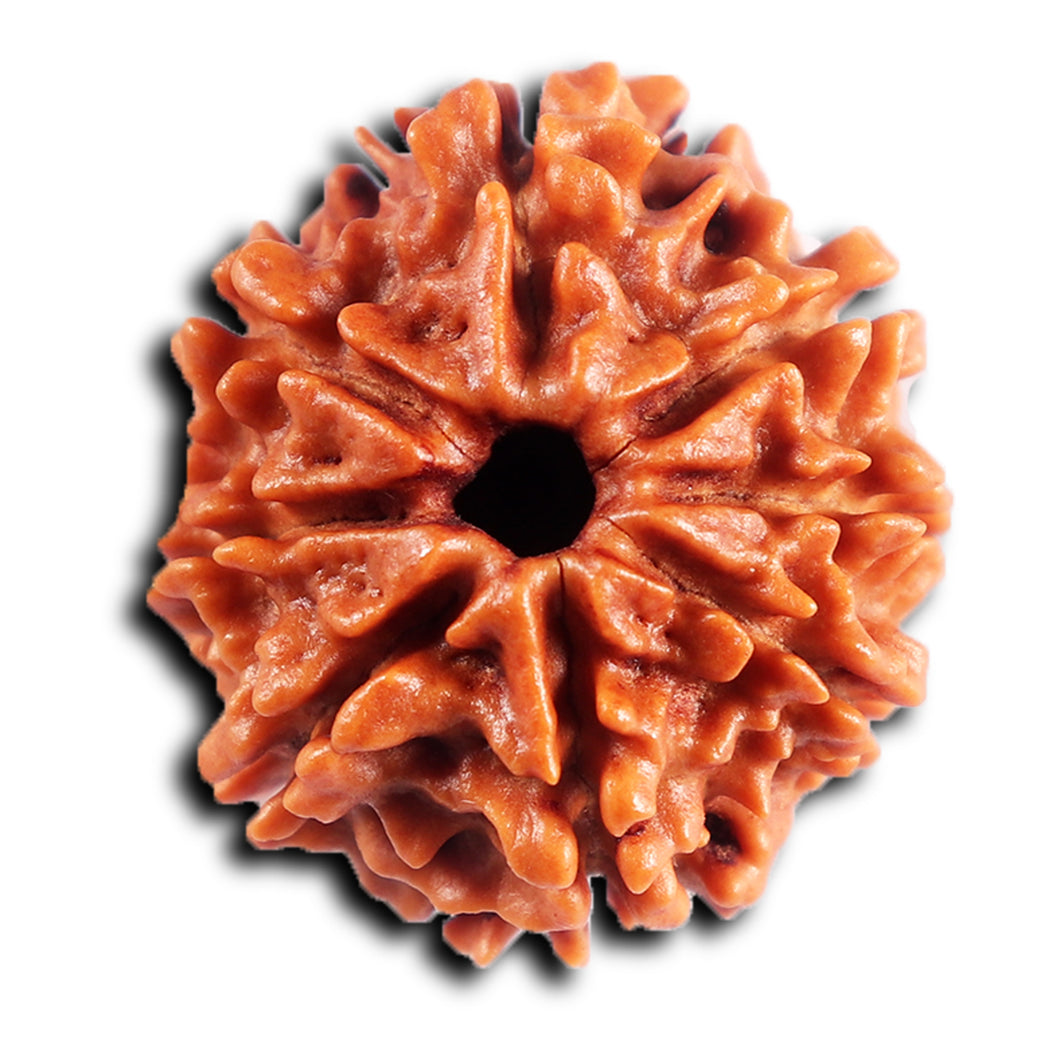 8 Mukhi Nepalese Rudraksha - Bead No. 415