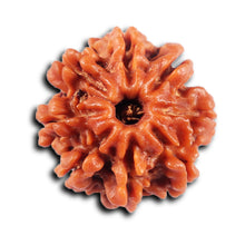 Load image into Gallery viewer, 8 Mukhi Nepalese Rudraksha - Bead No. 424
