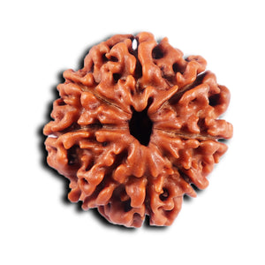 8 Mukhi Nepalese Rudraksha - Bead No. 420