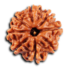 Load image into Gallery viewer, 8 Mukhi Nepalese Rudraksha - Bead No. 430
