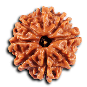 8 Mukhi Nepalese Rudraksha - Bead No. 430