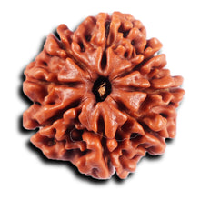 Load image into Gallery viewer, 8 Mukhi Nepalese Rudraksha - Bead No.  418
