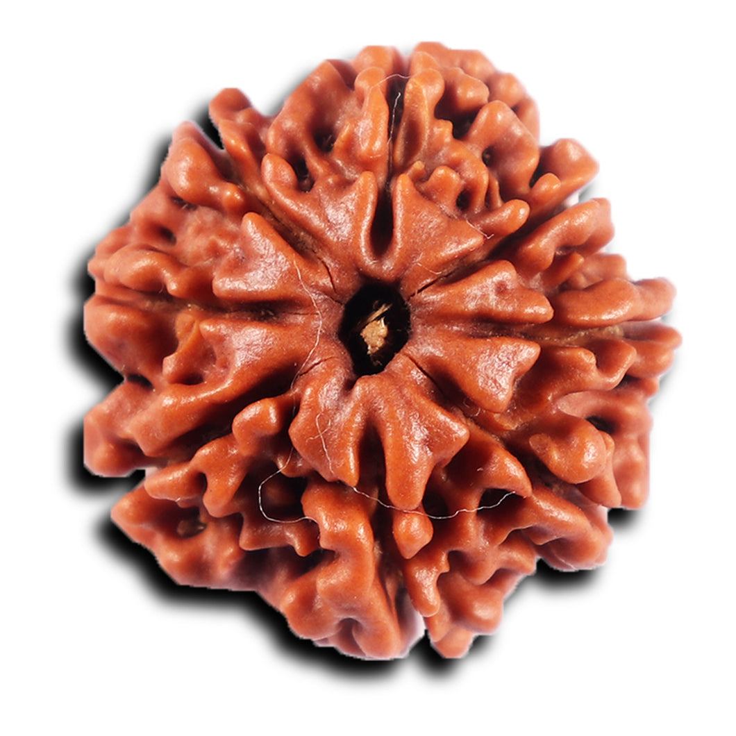 8 Mukhi Nepalese Rudraksha - Bead No.  418