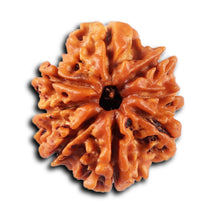 Load image into Gallery viewer, 8 Mukhi Nepalese Rudraksha - Bead No.429
