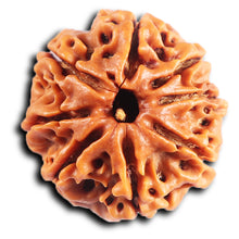 Load image into Gallery viewer, 8 Mukhi Nepalese Rudraksha - Bead No. 417
