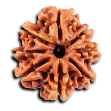 Load image into Gallery viewer, 8 Mukhi Nepalese Rudraksha - Bead No.419
