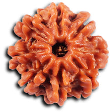 Load image into Gallery viewer, 8 Mukhi Nepalese Rudraksha - Bead No. 424
