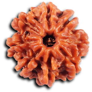 8 Mukhi Nepalese Rudraksha - Bead No. 424