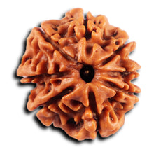 Load image into Gallery viewer, 8 Mukhi Nepalese Rudraksha - Bead No. 434
