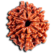 Load image into Gallery viewer, 8 Mukhi Nepalese Rudraksha - Bead No. 397
