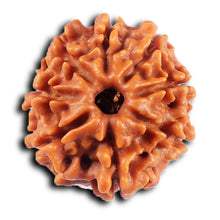 Load image into Gallery viewer, 8 Mukhi Nepalese Rudraksha - Bead No. 423
