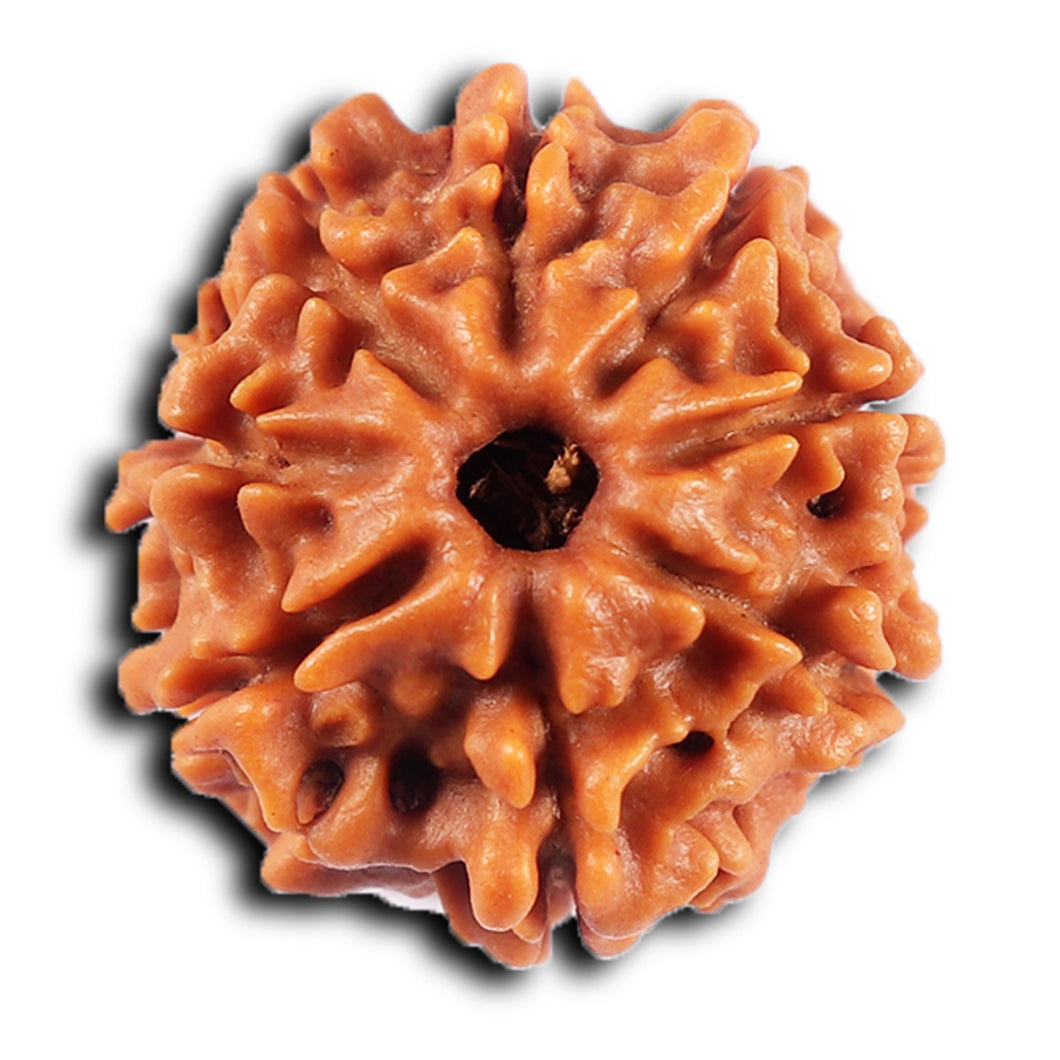 8 Mukhi Nepalese Rudraksha - Bead No. 423