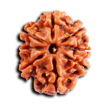 Load image into Gallery viewer, 8 Mukhi Nepalese Rudraksha - Bead No. 395
