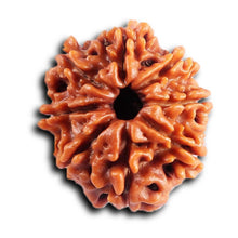 Load image into Gallery viewer, 8 Mukhi Nepalese Rudraksha - Bead No. 412
