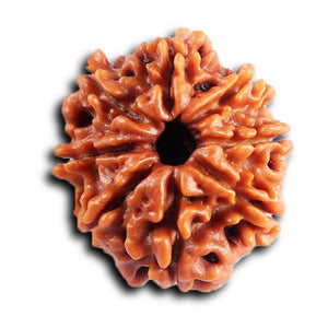 8 Mukhi Nepalese Rudraksha - Bead No. 412