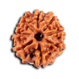 8 Mukhi Nepalese Rudraksha - Bead No. 423