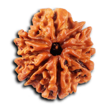 Load image into Gallery viewer, 8 Mukhi Nepalese Rudraksha - Bead No.429
