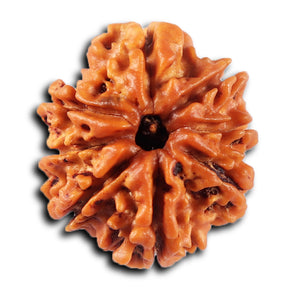 8 Mukhi Nepalese Rudraksha - Bead No.429