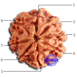 8 Mukhi Nepalese Rudraksha - Bead No. 390