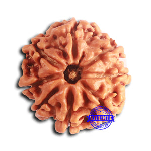 8 Mukhi Nepalese Rudraksha - Bead No. 390