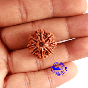 8 Mukhi Nepalese Rudraksha - Bead No. 386