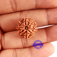 Load image into Gallery viewer, 8 Mukhi Nepalese Rudraksha - Bead No. 390
