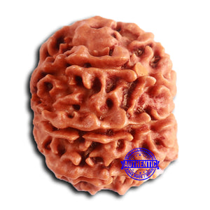 8 Mukhi Nepalese Rudraksha - Bead No. 386