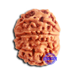 8 Mukhi Nepalese Rudraksha - Bead No. 390