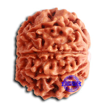 Load image into Gallery viewer, 8 Mukhi Nepalese Rudraksha - Bead No. 386
