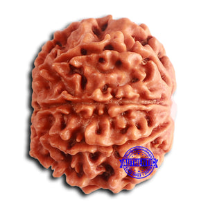 8 Mukhi Nepalese Rudraksha - Bead No. 386