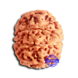 8 Mukhi Nepalese Rudraksha - Bead No. 390