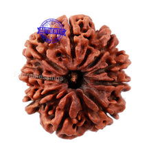 Load image into Gallery viewer, 9 Mukhi Nepalese Rudraksha - Bead No. 115
