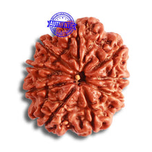 Load image into Gallery viewer, 9 Mukhi Nepalese Rudraksha - Bead No. 373
