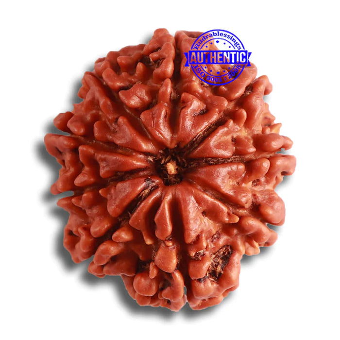 9 Mukhi Nepalese Rudraksha - Bead No. 375