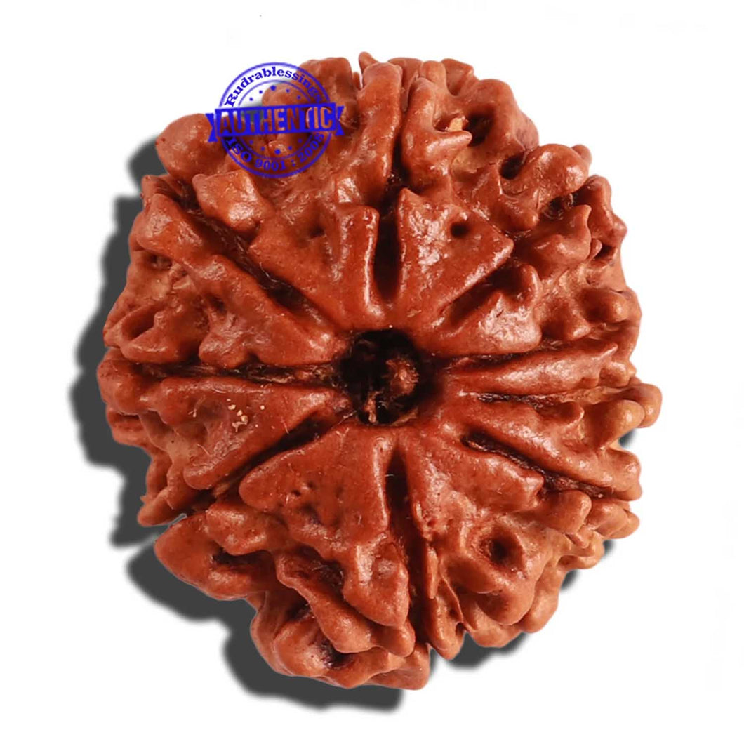 9 Mukhi Nepalese Rudraksha - Bead No. 209