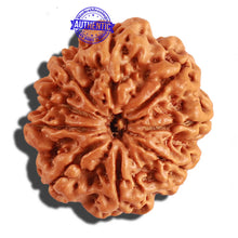 Load image into Gallery viewer, 9 Mukhi Nepalese Rudraksha - Bead No. 211
