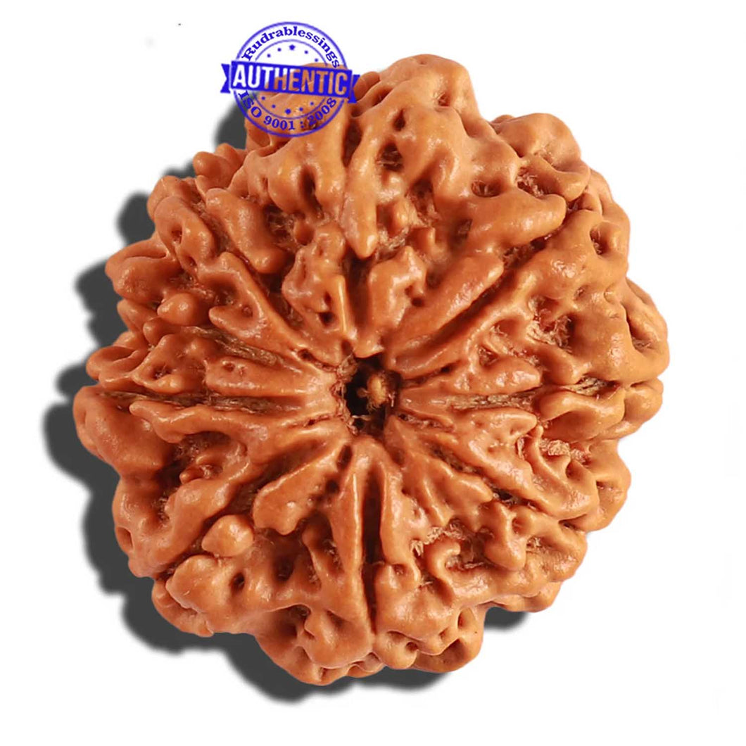 9 Mukhi Nepalese Rudraksha - Bead No. 211